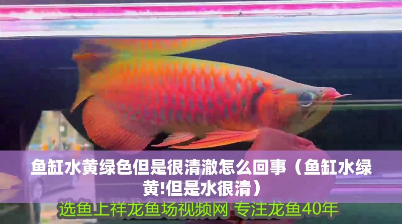 魚(yú)缸水黃綠色但是很清澈怎么回事（魚(yú)缸水綠黃!但是水很清）