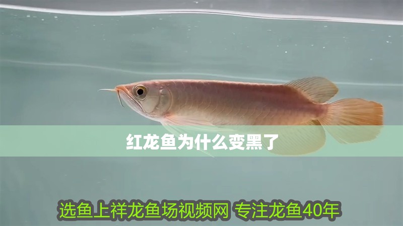 紅龍魚為什么變黑了