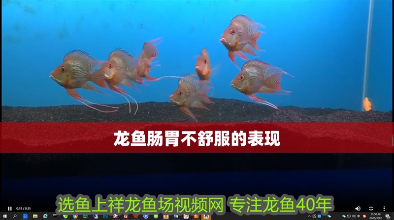 龍魚(yú)腸胃不舒服的表現(xiàn)