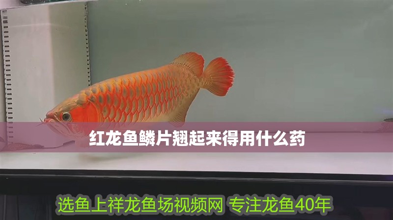 紅龍魚鱗片翹起來得用什么藥 紅龍魚鱗片翹起來得用什么藥 龍魚百科 第1張