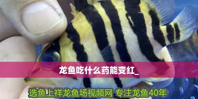 詳細閱讀:龍魚吃什么藥能變紅_ 龍魚吃什么藥能變紅_