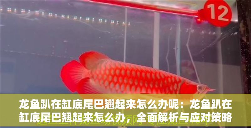 龍魚趴在缸底尾巴翹起來怎么辦呢：龍魚趴在缸底尾巴翹起來怎么辦，全面解析與應對策略