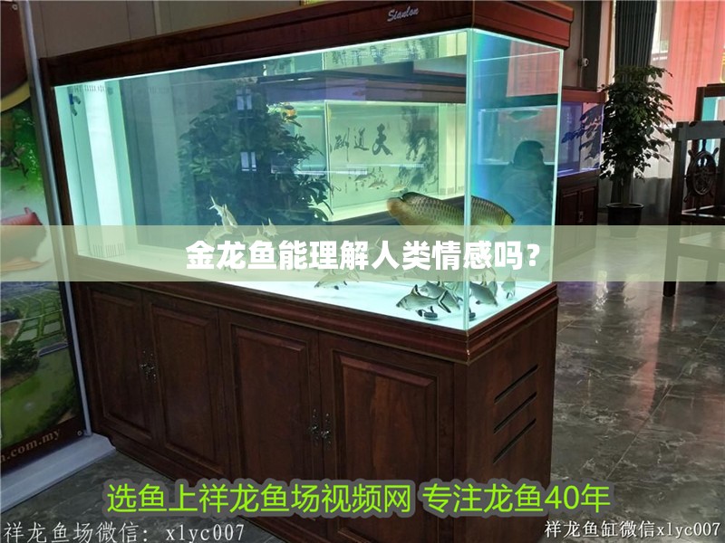 金龍魚能理解人類情感嗎？