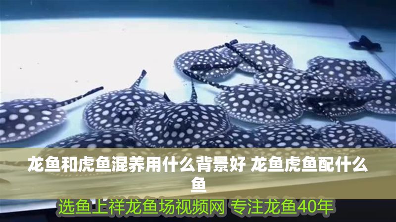 龍魚(yú)和虎魚(yú)混養(yǎng)用什么背景好 龍魚(yú)虎魚(yú)配什么魚(yú)