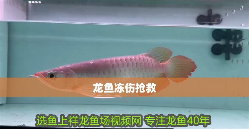 龍魚凍傷搶救