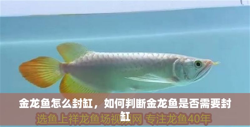 金龍魚怎么封缸，如何判斷金龍魚是否需要封缸