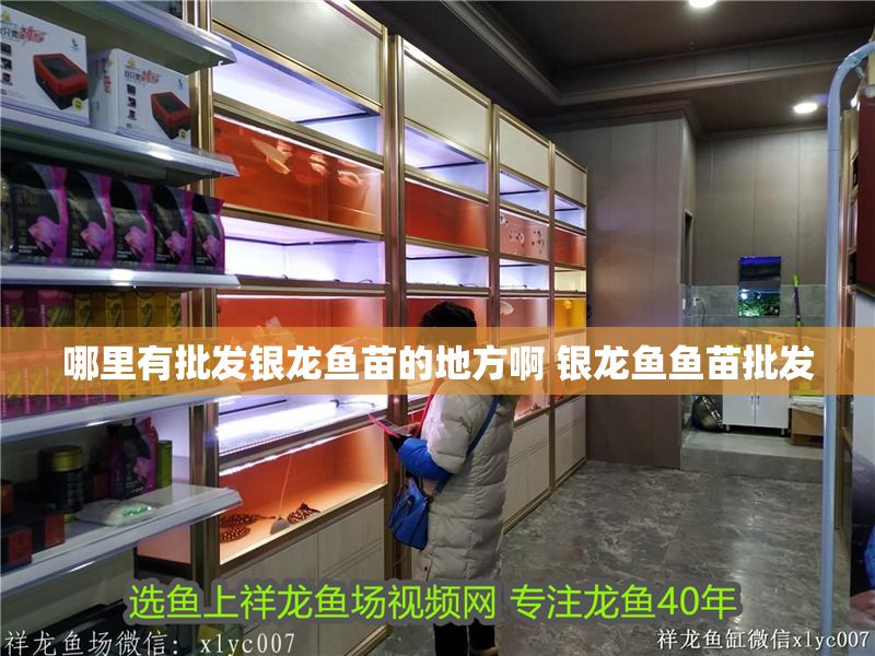 哪里有批發(fā)銀龍魚苗的地方啊 銀龍魚魚苗批發(fā)