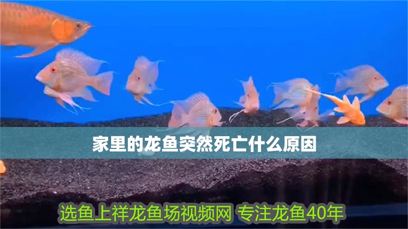 家里的龍魚突然死亡什么原因