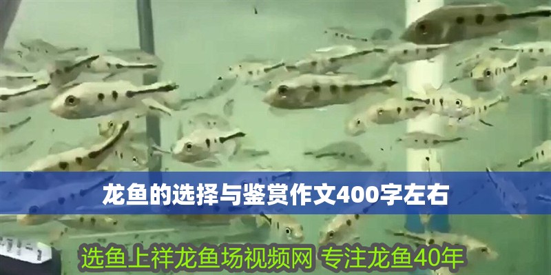 龍魚的選擇與鑒賞作文400字左右