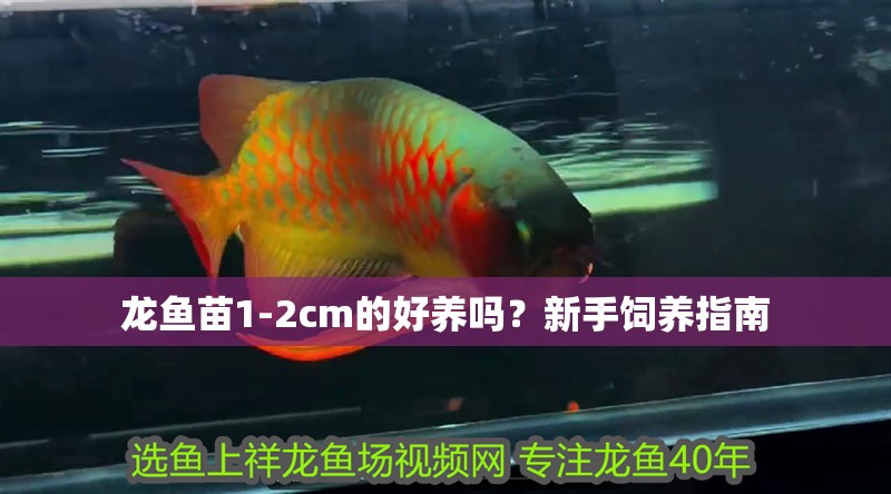 龍魚(yú)苗1-2cm的好養(yǎng)嗎？新手飼養(yǎng)指南
