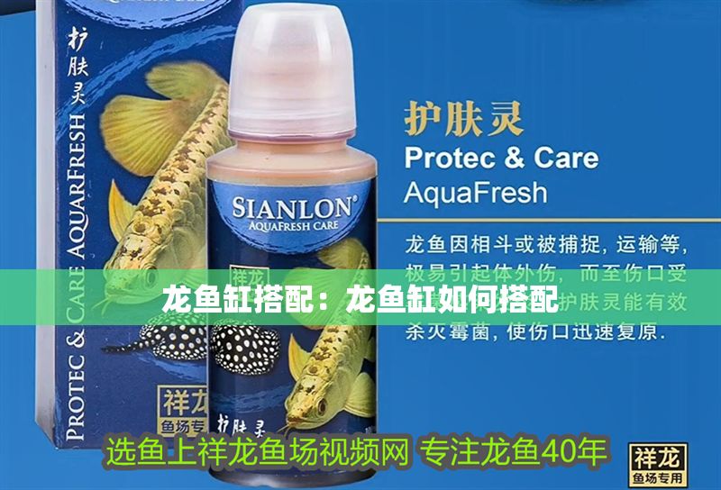 龍魚缸搭配：龍魚缸如何搭配