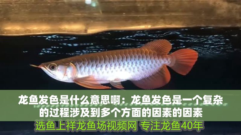 龍魚發(fā)色是什么意思?。糊堲~發(fā)色是一個復(fù)雜的過程涉及到多個方面的因素的因素