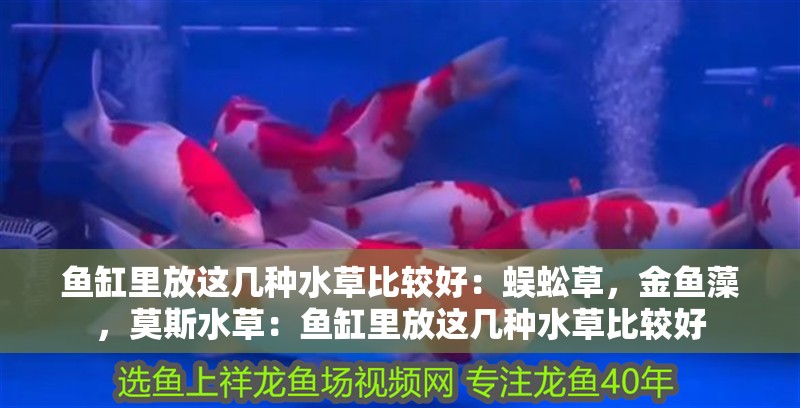 魚缸里放這幾種水草比較好：蜈蚣草，金魚藻，莫斯水草：魚缸里放這幾種水草比較好