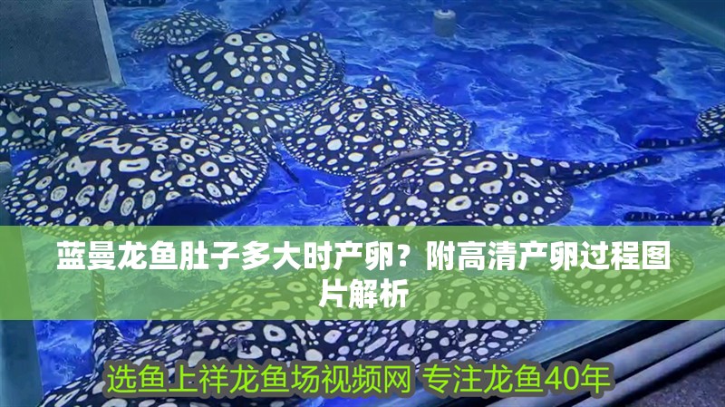 藍曼龍魚肚子多大時產卵？附高清產卵過程圖片解析
