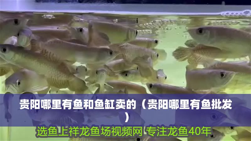 貴陽哪里有魚和魚缸賣的（貴陽哪里有魚批發）