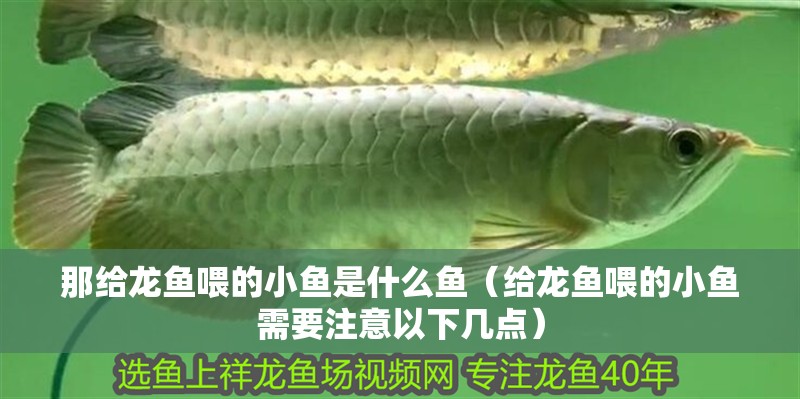 那給龍魚喂的小魚是什么魚（給龍魚喂的小魚需要注意以下幾點(diǎn)）