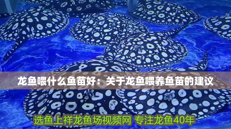 龍魚喂什么魚苗好：關于龍魚喂養魚苗的建議