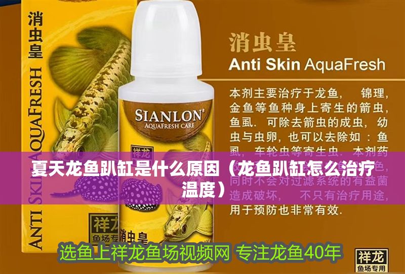 夏天龍魚趴缸是什么原因（龍魚趴缸怎么治療溫度）