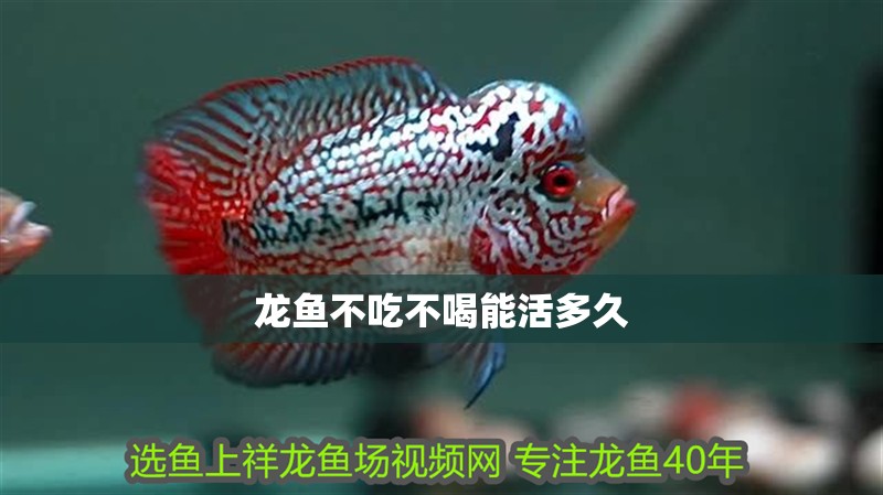 龍魚不吃不喝能活多久