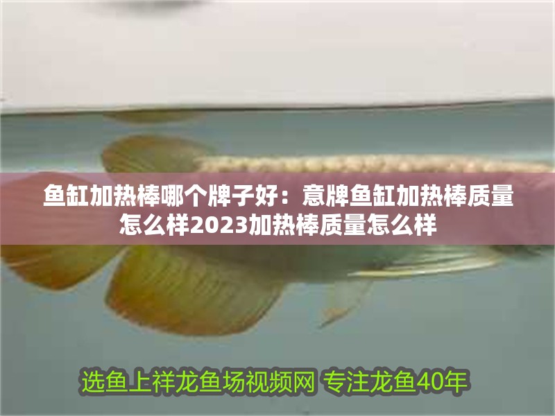 魚缸加熱棒哪個牌子好：意牌魚缸加熱棒質(zhì)量怎么樣2023加熱棒質(zhì)量怎么樣