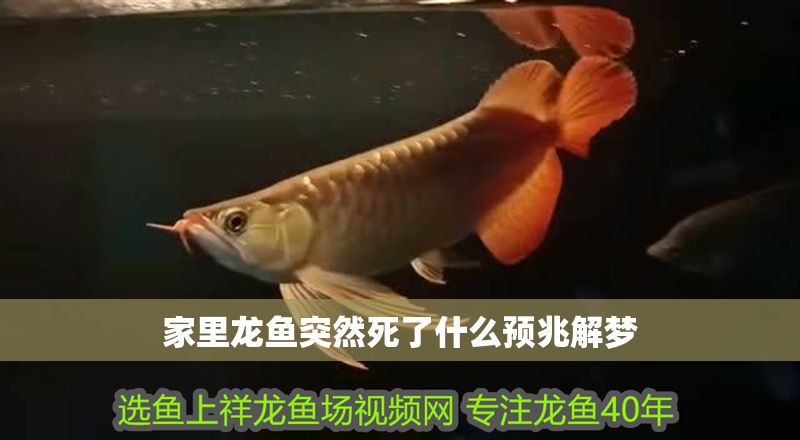 家里龍魚突然死了什么預兆解夢