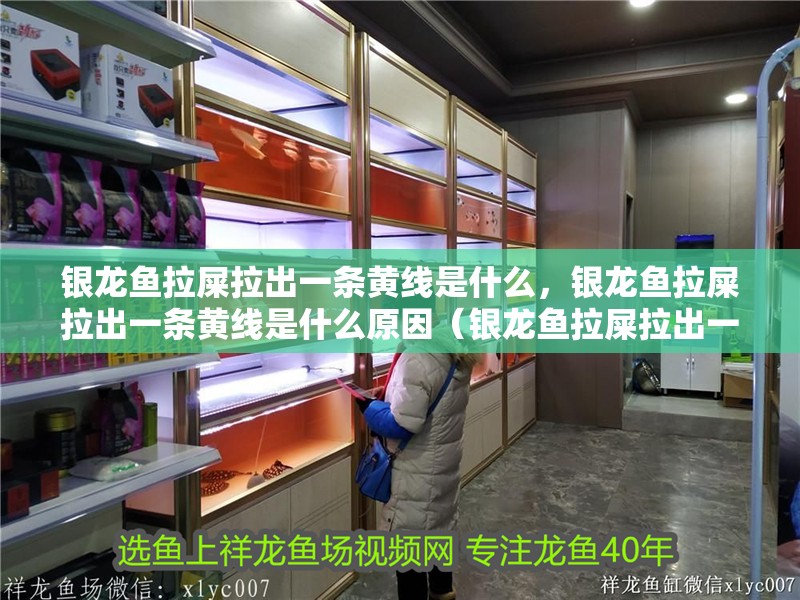 銀龍魚拉屎拉出一條黃線是什么，銀龍魚拉屎拉出一條黃線是什么原因（銀龍魚拉屎拉出一條黃線是什么原因）