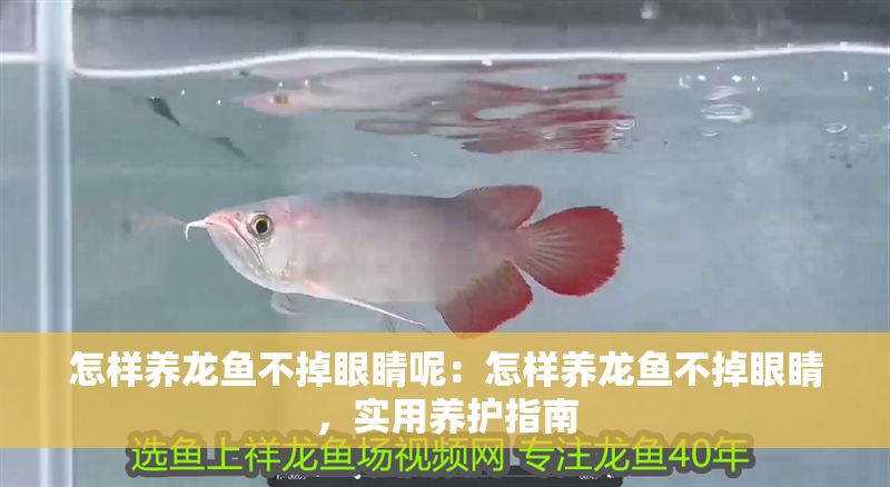 怎樣養(yǎng)龍魚不掉眼睛呢：怎樣養(yǎng)龍魚不掉眼睛，實用養(yǎng)護指南