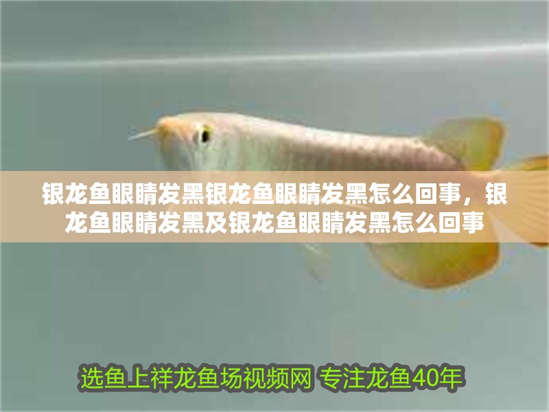 銀龍魚眼睛發黑銀龍魚眼睛發黑怎么回事，銀龍魚眼睛發黑及銀龍魚眼睛發黑怎么回事