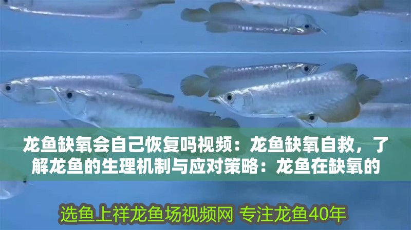 龍魚缺氧會自己恢復(fù)嗎視頻：龍魚缺氧自救，了解龍魚的生理機制與應(yīng)對策略：龍魚在缺氧的情況下如何自救