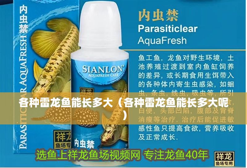 各種雷龍魚能長多大（各種雷龍魚能長多大呢）