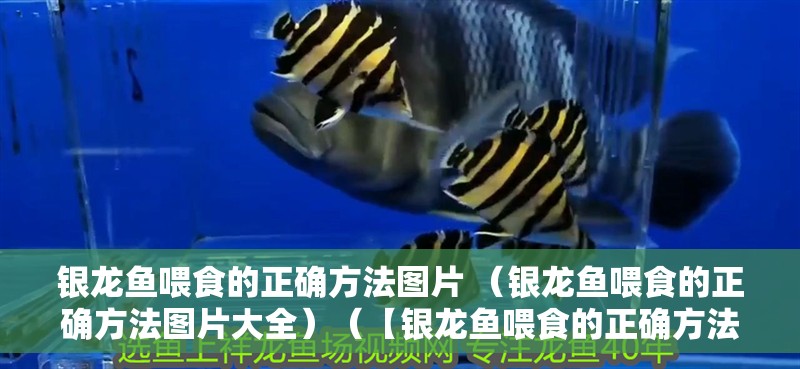 銀龍魚喂食的正確方法圖片 （銀龍魚喂食的正確方法圖片大全）（【銀龍魚喂食的正確方法圖片大全詳細(xì)分析銀龍魚喂食的正確方法圖片大全）