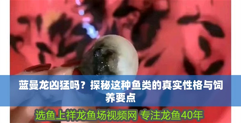 藍曼龍兇猛嗎？探秘這種魚類的真實性格與飼養要點