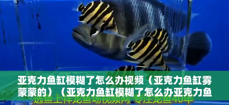 亞克力魚缸模糊了怎么辦視頻（亞克力魚缸霧蒙蒙的）（亞克力魚缸模糊了怎么辦亞克力魚缸模糊了怎么辦視頻）