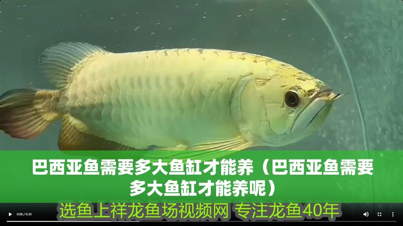 巴西亞魚需要多大魚缸才能養(yǎng)（巴西亞魚需要多大魚缸才能養(yǎng)呢）