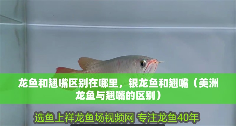 龍魚和翹嘴區別在哪里，銀龍魚和翹嘴（美洲龍魚與翹嘴的區別）