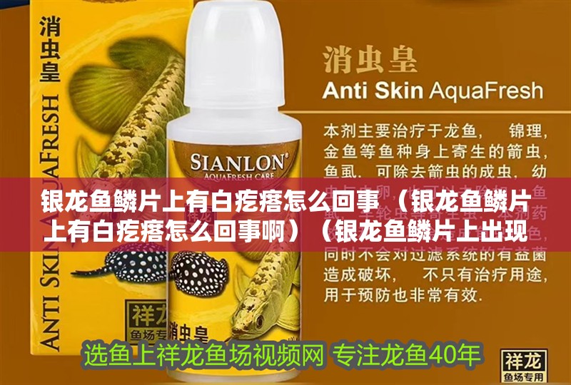 銀龍魚(yú)鱗片上有白疙瘩怎么回事 （銀龍魚(yú)鱗片上有白疙瘩怎么回事啊）（銀龍魚(yú)鱗片上出現(xiàn)白疙瘩怎么回事）
