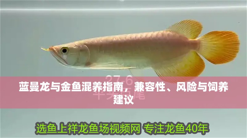藍(lán)曼龍與金魚(yú)混養(yǎng)指南，兼容性、風(fēng)險(xiǎn)與飼養(yǎng)建議
