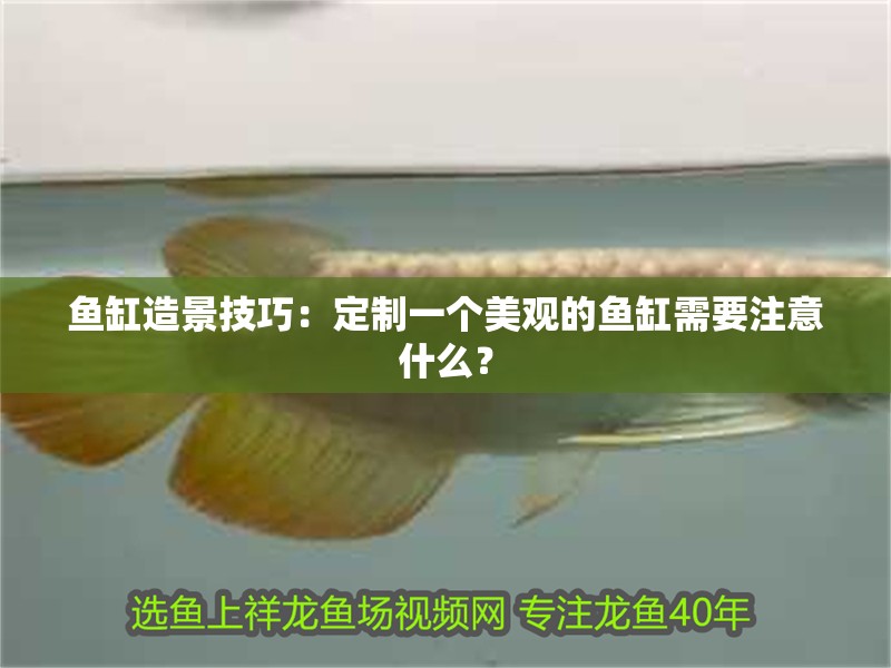 魚缸造景技巧：定制一個美觀的魚缸需要注意什么？