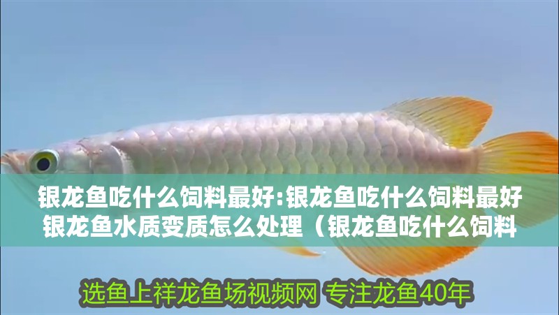 銀龍魚吃什么飼料最好:銀龍魚吃什么飼料最好銀龍魚水質(zhì)變質(zhì)怎么處理（銀龍魚吃什么飼料最好，吃什么飼料最好）