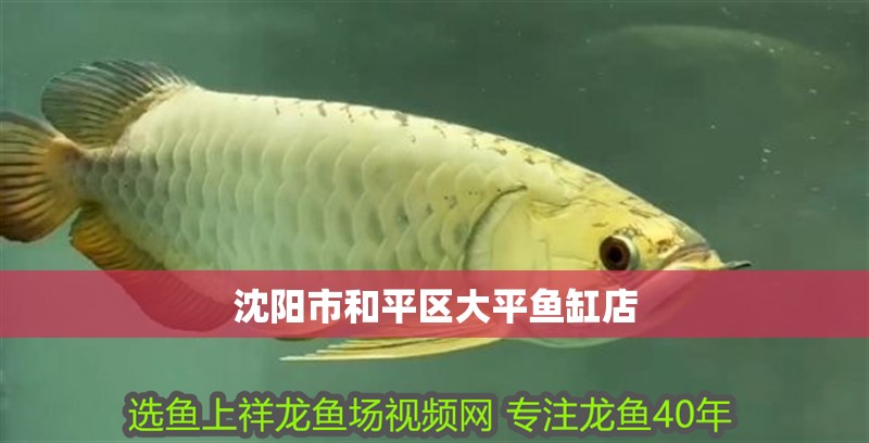 沈陽市和平區大平魚缸店