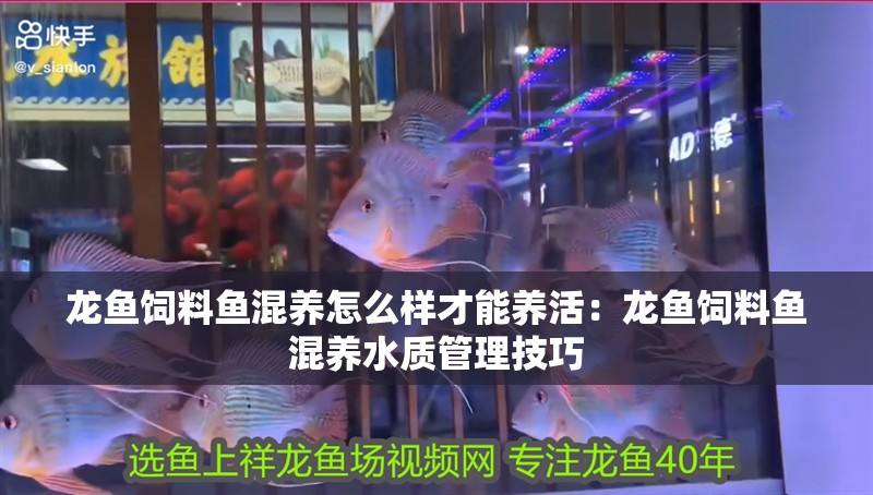 龍魚(yú)飼料魚(yú)混養(yǎng)怎么樣才能養(yǎng)活：龍魚(yú)飼料魚(yú)混養(yǎng)水質(zhì)管理技巧