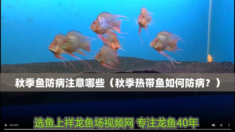 秋季魚防病注意哪些（秋季熱帶魚如何防病？）