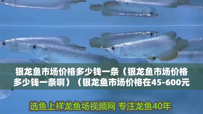 銀龍魚市場價格多少錢一條（銀龍魚市場價格多少錢一條啊）（銀龍魚市場價格在45-600元一條左右銀龍魚價格多少錢一條）