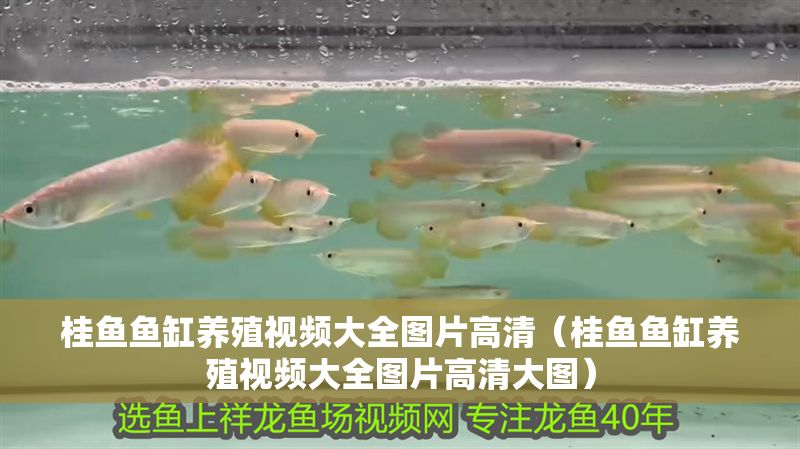 桂魚魚缸養(yǎng)殖視頻大全圖片高清（桂魚魚缸養(yǎng)殖視頻大全圖片高清大圖）