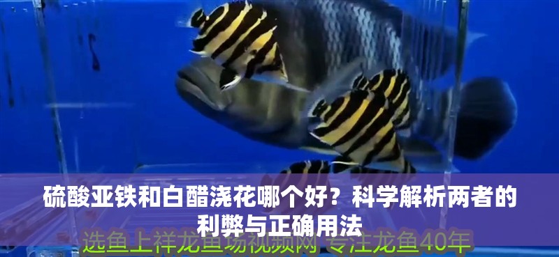 硫酸亞鐵和白醋澆花哪個好？科學解析兩者的利弊與正確用法