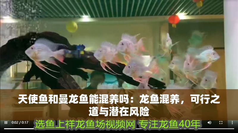 天使魚和曼龍魚能混養(yǎng)嗎：龍魚混養(yǎng)，可行之道與潛在風(fēng)險(xiǎn)