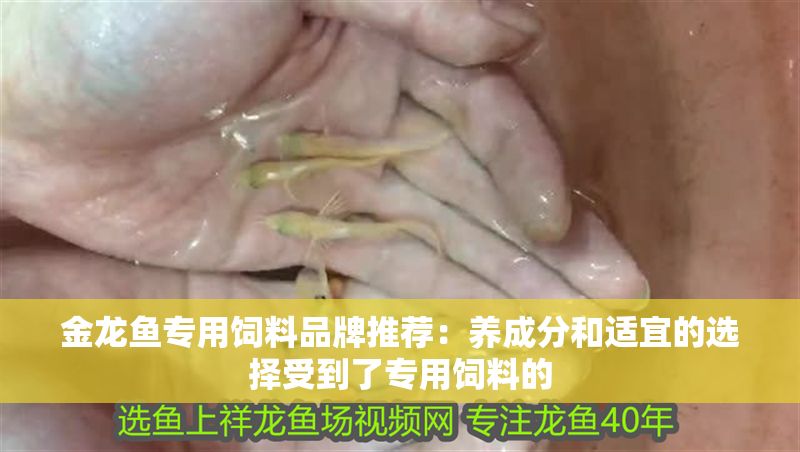 金龍魚專用飼料品牌推薦：養成分和適宜的選擇受到了專用飼料的