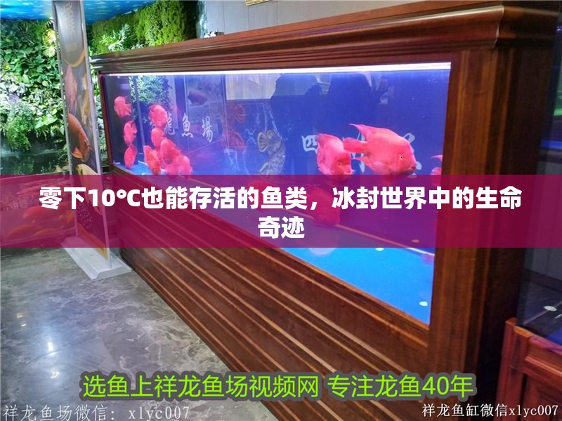零下10℃也能存活的魚類，冰封世界中的生命奇跡