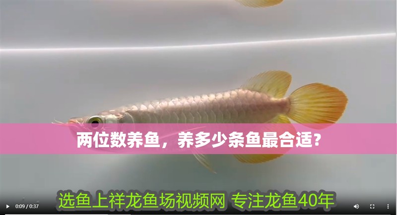 兩位數養魚，養多少條魚最合適？