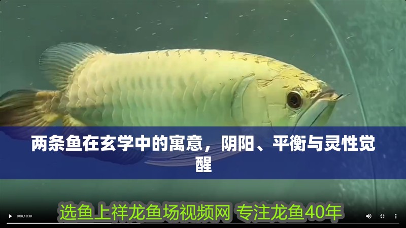 兩條魚在玄學(xué)中的寓意，陰陽、平衡與靈性覺醒